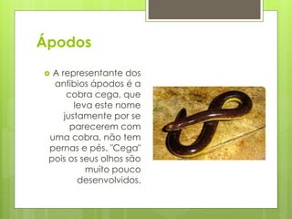 Ápodos
 A representante dos
anfibios ápodos é a
cobra cega, que
leva este nome
justamente por se
parecerem com
uma cobra, não tem
pernas e pés. "Cega"
pois os seus olhos são
muito pouco
desenvolvidos.
 