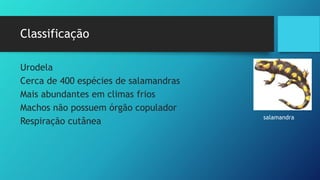Classificação
Urodela
Cerca de 400 espécies de salamandras
Mais abundantes em climas frios
Machos não possuem órgão copulador
Respiração cutânea
salamandra
 