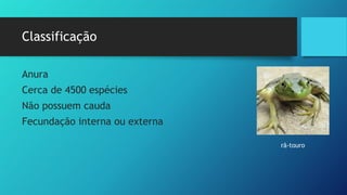 Classificação
Anura
Cerca de 4500 espécies
Não possuem cauda
Fecundação interna ou externa
rã-touro
 