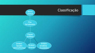 Reino:
Animal
Filo:
Vertebrados
Classe:
Anfíbios
Ordem:
Ápodes
(Gimnofionios)
Ordem:
Anuros
Ordem:
Urodelos
(Caudados)
Classificação
 