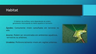 Habitat
O Habitat dos Anfíbios varia dependendo da ordem,
geralmente intercalando os meios aquático e terrestre.
Ápodes: Comumente vivem camuflados em terrenos no
solo
Anuros: Podem ser encontrados em ambientes aquáticos,
terrestres ou arbóreos.
Urodelos: Preferencialmente vivem em regiões arbóreas.
 