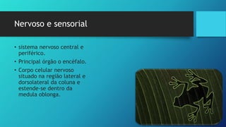 Nervoso e sensorial
• sistema nervoso central e
periférico.
• Principal órgão o encéfalo.
• Corpo celular nervoso
situado na região lateral e
dorsolateral da coluna e
estende-se dentro da
medula oblonga.
 