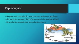 Reprodução
• Na época da reprodução, retornam ao ambiente aquático
• Geralmente possuem dimorfismo sexual claramente visível
• Reprodução sexuada por fecundação externa
 