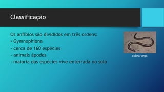 Classificação
Os anfíbios são divididos em três ordens:
• Gymnophiona
- cerca de 160 espécies
- animais ápodes
- maioria das espécies vive enterrada no solo
cobra-cega
 