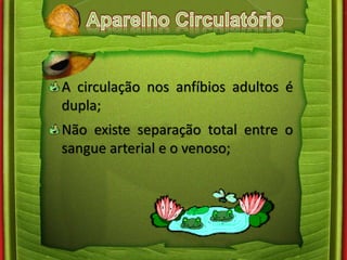 A circulação nos anfíbios adultos é 
dupla; 
Não existe separação total entre o 
sangue arterial e o venoso; 
 
