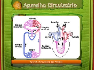 Aparelho Circulatório dos Anfíbios 
 