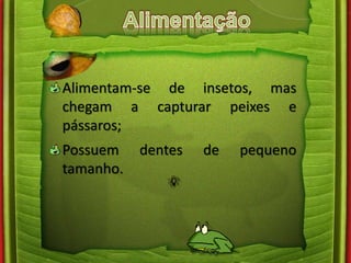 Alimentam-se de insetos, mas 
chegam a capturar peixes e 
pássaros; 
Possuem dentes de pequeno 
tamanho. 
 