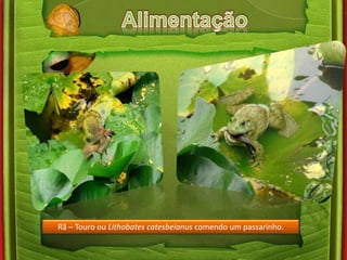 Rã – Touro ou Lithobates catesbeianus comendo um passarinho. 
 