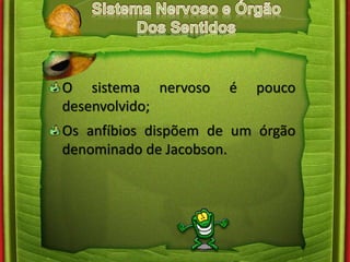 O sistema nervoso é pouco 
desenvolvido; 
Os anfíbios dispõem de um órgão 
denominado de Jacobson. 
 
