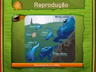 Reprodução de um anfíbio. 
 