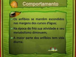 Os anfíbios se mantêm escondidos 
nas margens dos cursos d’água; 
Na época do frio sua atividade e seu 
metabolismo diminuem; 
A maior parte dos anfíbios tem vida 
diurna. 
 