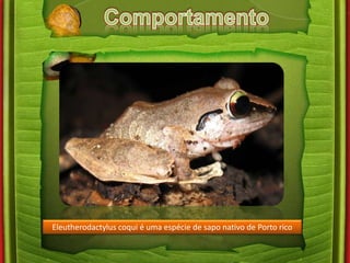 Eleutherodactylus coqui é uma espécie de sapo nativo de Porto rico 
 