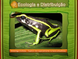 Ameerega trivittata – Espécie vive especialmente na bacia amazônica. 
 