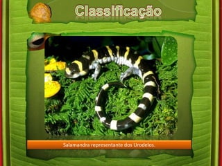 Salamandra representante dos Urodelos. 
 