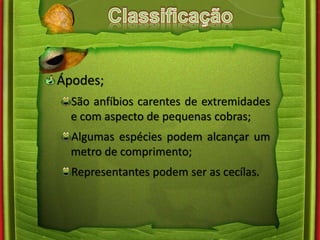 Ápodes; 
São anfíbios carentes de extremidades 
e com aspecto de pequenas cobras; 
Algumas espécies podem alcançar um 
metro de comprimento; 
Representantes podem ser as cecílas. 
 