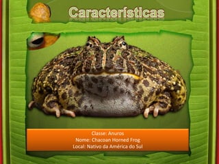 Classe: Anuros 
Nome: Chacoan Horned Frog 
Local: Nativo da América do Sul 
 