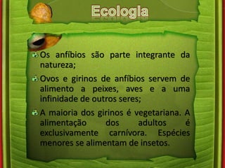 Os anfíbios são parte integrante da 
natureza; 
Ovos e girinos de anfíbios servem de 
alimento a peixes, aves e a uma 
infinidade de outros seres; 
A maioria dos girinos é vegetariana. A 
alimentação dos adultos é 
exclusivamente carnívora. Espécies 
menores se alimentam de insetos. 
 