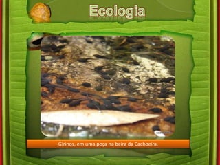 Girinos, em uma poça na beira da Cachoeira. 
 