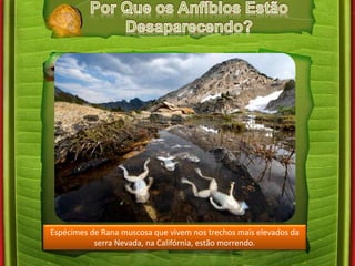 Espécimes de Rana muscosa que vivem nos trechos mais elevados da 
serra Nevada, na Califórnia, estão morrendo. 
 