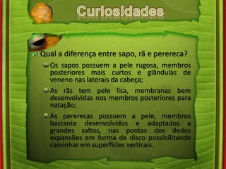 Qual a diferença entre sapo, rã e perereca? 
Os sapos possuem a pele rugosa, membros 
posteriores mais curtos e glândulas de 
veneno nas laterais da cabeça; 
As rãs tem pele lisa, membranas bem 
desenvolvidas nos membros posteriores para 
natação; 
As pererecas possuem a pele, membros 
bastante desenvolvidos e adaptados a 
grandes saltos, nas pontas dos dedos 
expansões em forma de disco possibilitando 
caminhar em superfícies verticais. 
 