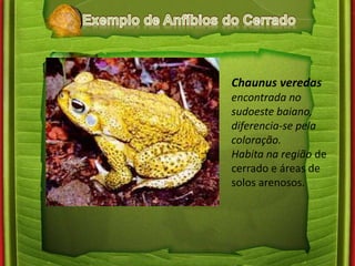 Chaunus veredas 
encontrada no 
sudoeste baiano, 
diferencia-se pela 
coloração. 
Habita na região de 
cerrado e áreas de 
solos arenosos. 
 