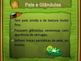 Tem pele úmida e de textura muito 
fina; 
Possuem glândulas venenosas com 
aparência de verrugas; 
Sofrem trocas periódicas de pele, ou 
mudas. 
 