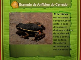 P. berohoca 
existe apenas no 
cerrado (Centro-oeste) 
e pode 
desaparecer 
devido aos efeitos 
da mudança do 
clima e do mau 
uso da terra. 
Descoberta 
recente e pouco 
se sabe sobre ele 
 