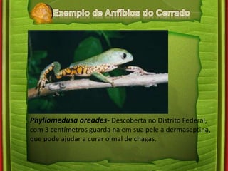 Phyllomedusa oreades- Descoberta no Distrito Federal, 
com 3 centímetros guarda na em sua pele a dermaseptina, 
que pode ajudar a curar o mal de chagas. 
 