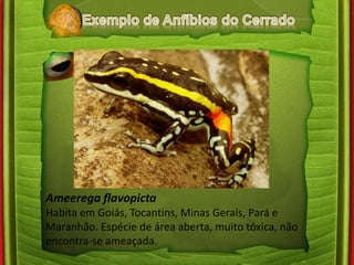 Ameerega flavopicta 
Habita em Goiás, Tocantins, Minas Gerais, Pará e 
Maranhão. Espécie de área aberta, muito tóxica, não 
encontra-se ameaçada. 
 