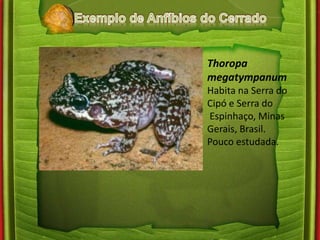 Thoropa 
megatympanum 
Habita na Serra do 
Cipó e Serra do 
Espinhaço, Minas 
Gerais, Brasil. 
Pouco estudada. 
