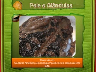 Classe: Anuros 
Glândulas Paratóides com secreção mucóide de um sapo do gênero 
Bufo. 
 