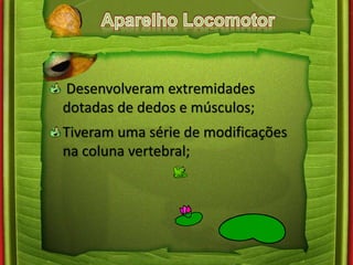 Desenvolveram extremidades 
dotadas de dedos e músculos; 
Tiveram uma série de modificações 
na coluna vertebral; 
 