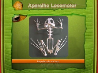 Esqueleto de um Sapo 
 