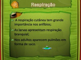 A respiração cutânea tem grande 
importância nos anfíbios; 
As larvas apresentam respiração 
branquial; 
Nos adultos aparecem pulmões em 
forma de saco. 
 