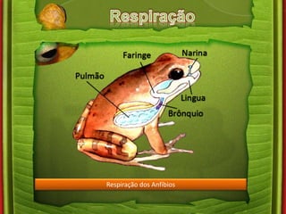 Respiração dos Anfíbios 
 