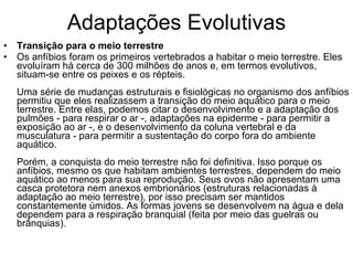 Adaptações Evolutivas Transição para o meio terrestre Os anfíbios foram os primeiros vertebrados a habitar o meio terrestre. Eles evoluíram há cerca de 300 milhões de anos e, em termos evolutivos, situam-se entre os peixes e os répteis. Uma série de mudanças estruturais e fisiológicas no organismo dos anfíbios permitiu que eles realizassem a transição do meio aquático para o meio terrestre. Entre elas, podemos citar o desenvolvimento e a adaptação dos pulmões - para respirar o ar -, adaptações na epiderme - para permitir a exposição ao ar -, e o desenvolvimento da coluna vertebral e da musculatura - para permitir a sustentação do corpo fora do ambiente aquático. Porém, a conquista do meio terrestre não foi definitiva. Isso porque os anfíbios, mesmo os que habitam ambientes terrestres, dependem do meio aquático ao menos para sua reprodução. Seus ovos não apresentam uma casca protetora nem anexos embrionários (estruturas relacionadas à adaptação ao meio terrestre), por isso precisam ser mantidos constantemente úmidos. As formas jovens se desenvolvem na água e dela dependem para a respiração branquial (feita por meio das guelras ou brânquias).  