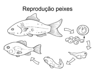 Reprodução peixes 