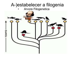 A-)estabelecer a filogenia Arvore Filogenetica 