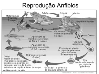 Reprodução Anfibios 