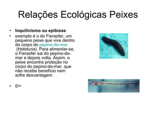 Relações Ecológicas Peixes Inquilinismo ou epibiose exemplo é o do Fierasfer, um pequeno peixe que vive dentro do corpo do  pepino-do-mar  (Holoturia). Para alimentar-se, o Fierasfer sai do pepino-do-mar e depois volta. Assim, o peixe encontra proteção no corpo do pepino-do-mar, que não recebe benefício nem sofre desvantagem.  0/+ 