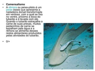 Comensalismo A  rêmora  ou peixe-piloto é um  peixe  ósseo que apresenta a nadadeira dorsal transformada em ventosa, com a qual se fixa no ventre, próximo à boca do tubarão e é levada com ele. Quando o tubarão estraçalha a carne de suas presas, muitos pedacinhos de carne se espalham pela água e a rêmora se alimenta desses restos alimentares produzidos pelas atividades do tubarão.  0/+ 