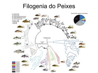 Filogenia do Peixes 