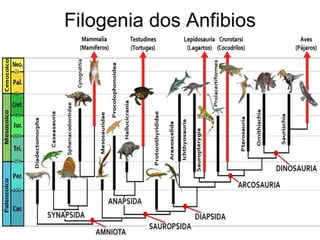 Filogenia dos Anfibios 