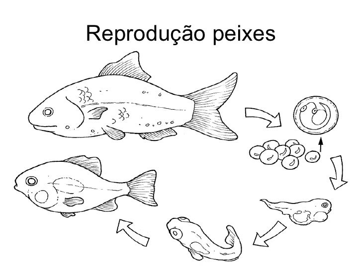 Resultado de imagem para peixes osseos reprodução