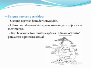  Sistema nervoso e sentidos:

- Sistema nervoso bem densenvolvido.
- Olhos bem desenvolvidos, mas só enxergam objetos em
movimento.
- Tem boa audição e muitas espécies utilizam o “canto”
para atrair o parceiro sexual.

 