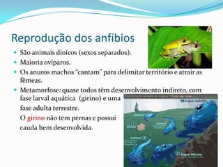 Reprodução dos anfíbios
 São animais dioicos (sexos separados).
 Maioria ovíparos.
 Os anuros machos “cantam” para delimitar território e atrair as

fêmeas.
 Metamorfose: quase todos têm desenvolvimento indireto, com
fase larval aquática (girino) e uma
fase adulta terrestre.
O girino não tem pernas e possui
cauda bem desenvolvida.

 