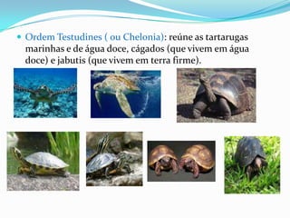  Ordem Testudines ( ou Chelonia): reúne as tartarugas

marinhas e de água doce, cágados (que vivem em água
doce) e jabutis (que vivem em terra firme).

 
