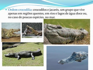  Ordem crocodilia: crocodilos e jacarés, um grupo que vive

apenas em regiões quentes, em rios e lagos de água doce ou,
no caso de poucas espécies, no mar.

 
