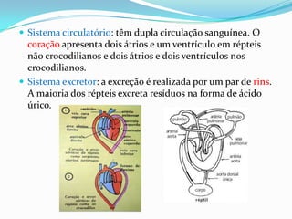  Sistema circulatório: têm dupla circulação sanguínea. O

coração apresenta dois átrios e um ventrículo em répteis
não crocodilianos e dois átrios e dois ventrículos nos
crocodilianos.
 Sistema excretor: a excreção é realizada por um par de rins.
A maioria dos répteis excreta resíduos na forma de ácido
úrico.

 
