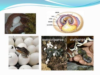 Anfíbios e répteis